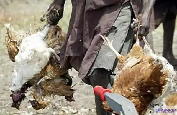 Plateau Announces Fresh Cases Of Bird Flu